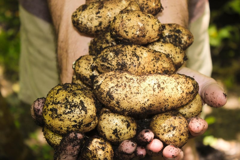 Magical Harvesting